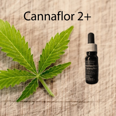 cannaflor_2_