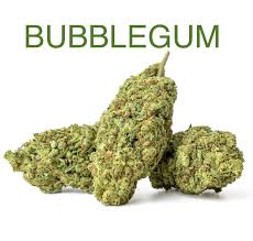bubblegum_1gr
